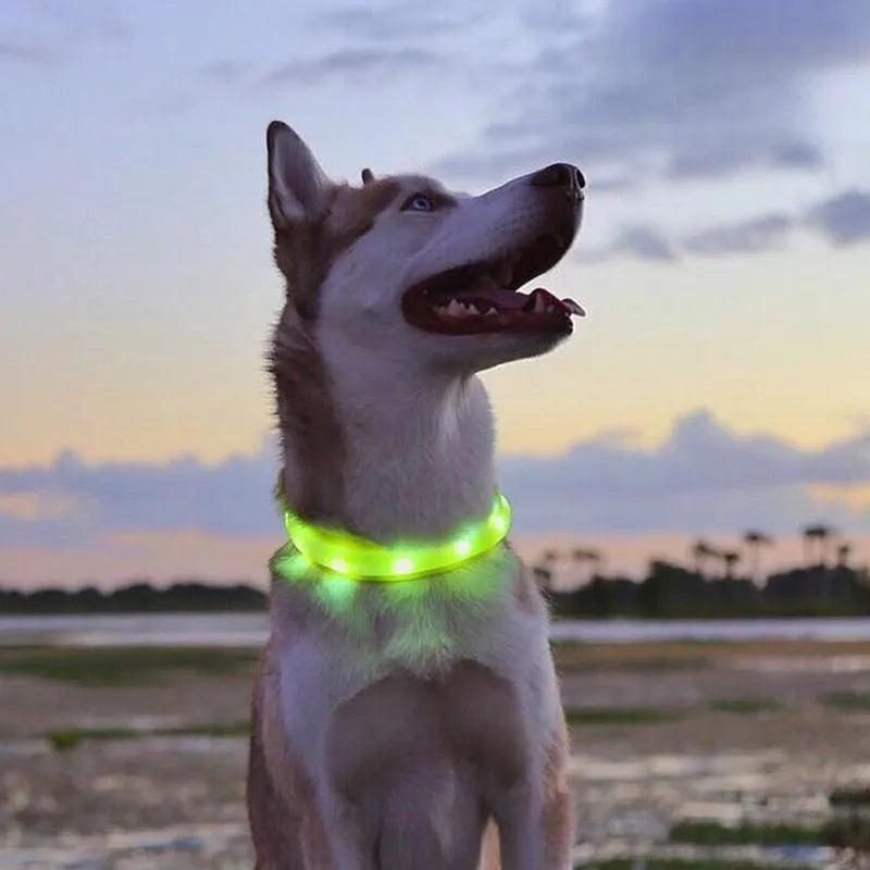 Coleira luminosa LED para cães PVC