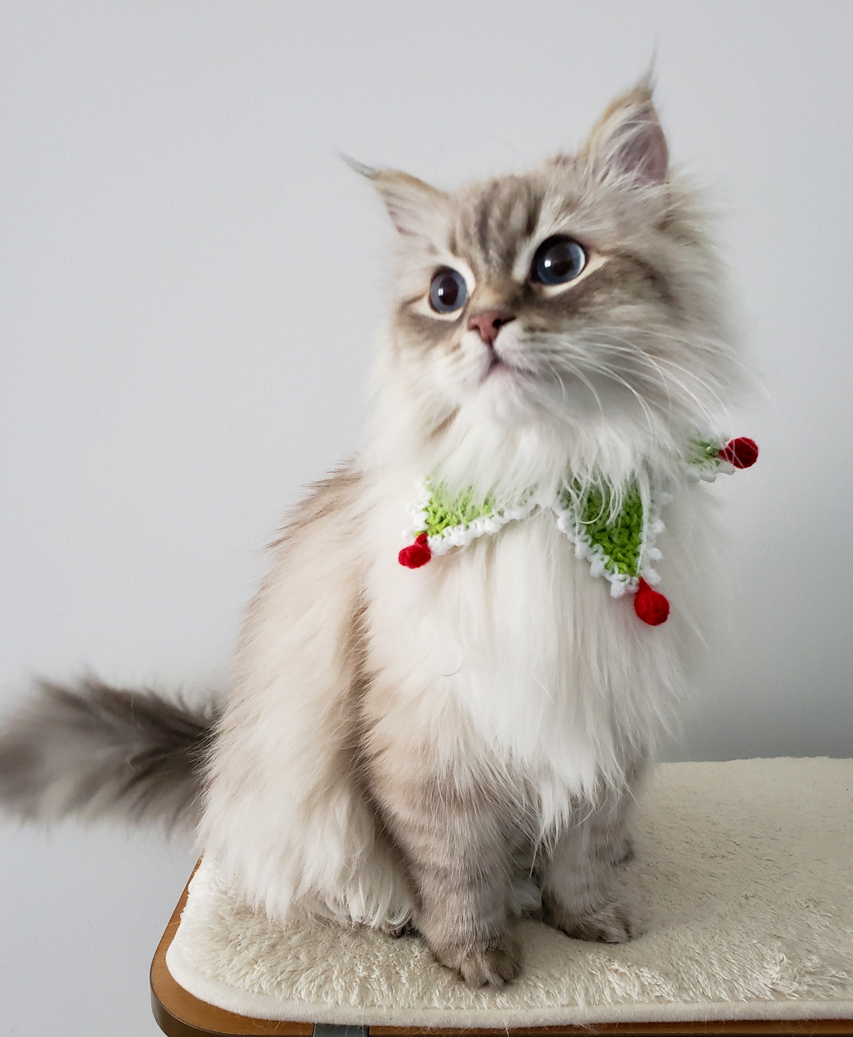 CAT – Hudpet