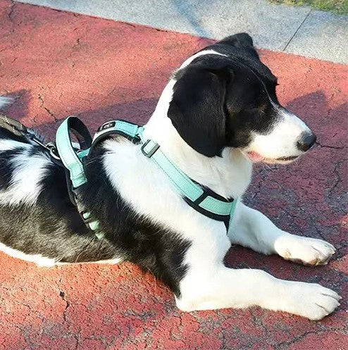 Protector de pecho Plus con bandas reflectantes - Control y seguridad