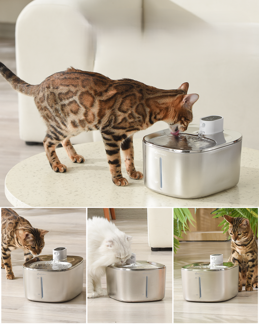 Automatic water fountain with sensor