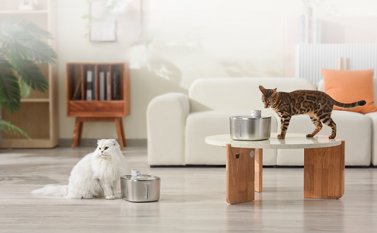 Automatic water fountain with sensor