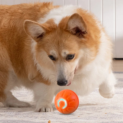 Bola de brinquedo para PET
