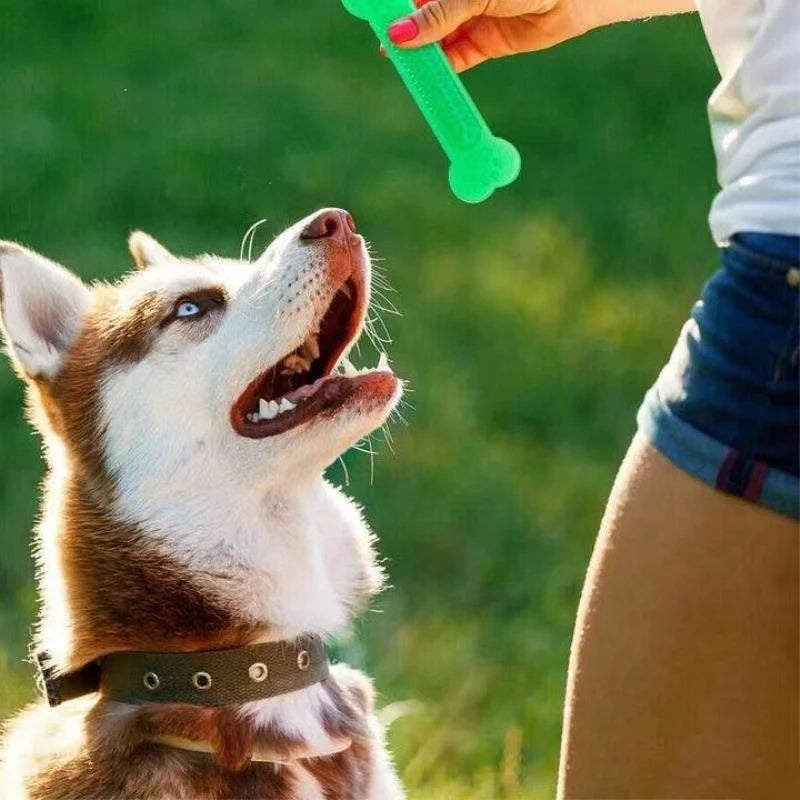 Dog Chew Toys