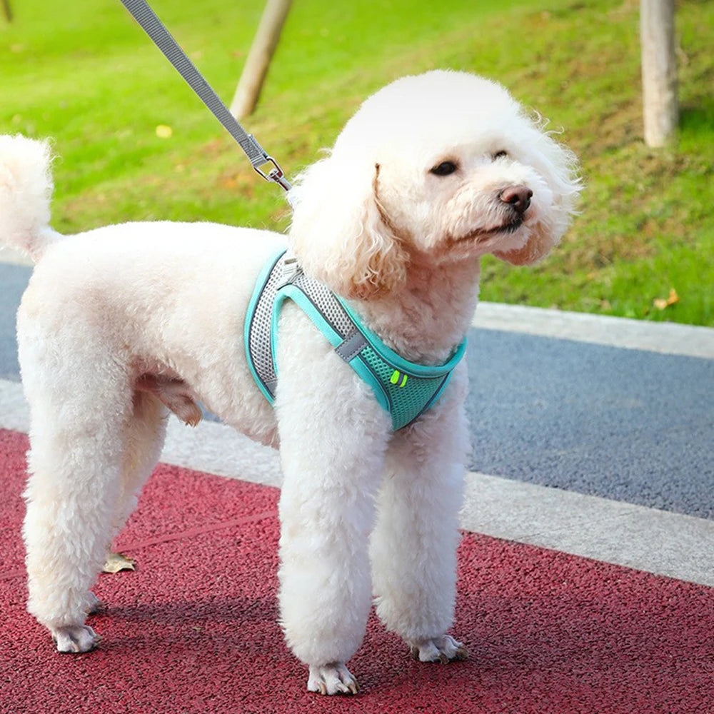 Harness for dogs and cats